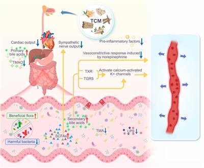 Research progress of traditional Chinese medicine regulating intestinal flora in the treatment of hypertension